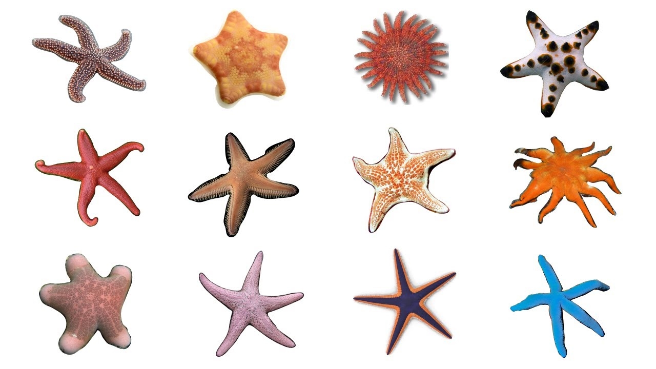  12 Starfish Species Types Of Sea Stars Starfish seastars YouTube