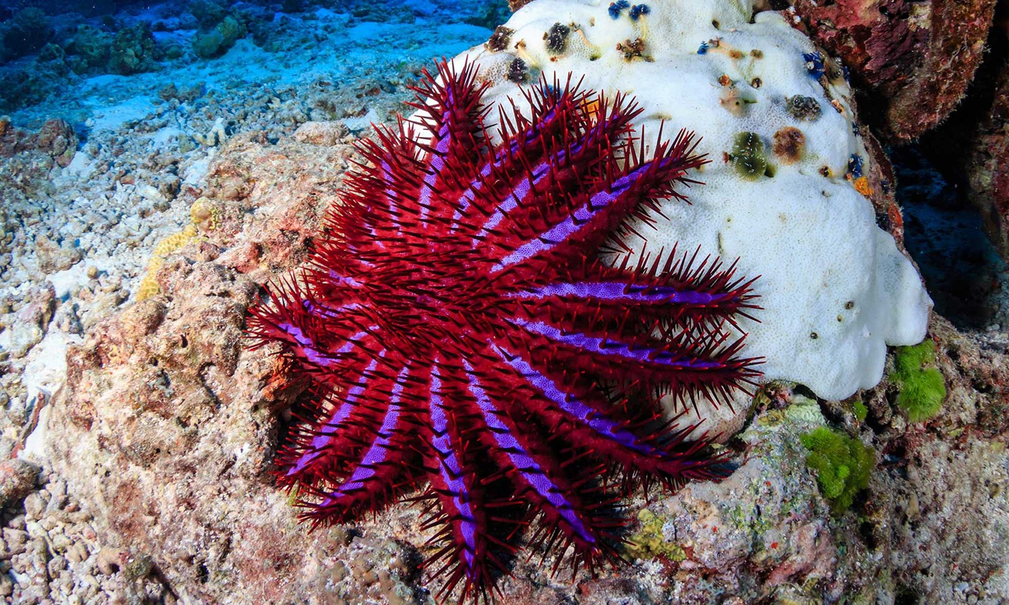 5 Fascinating Species Of Starfish Scuba