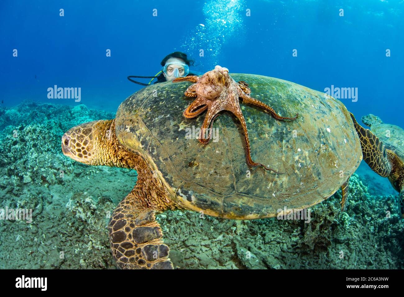Octopus And Sea Turtle