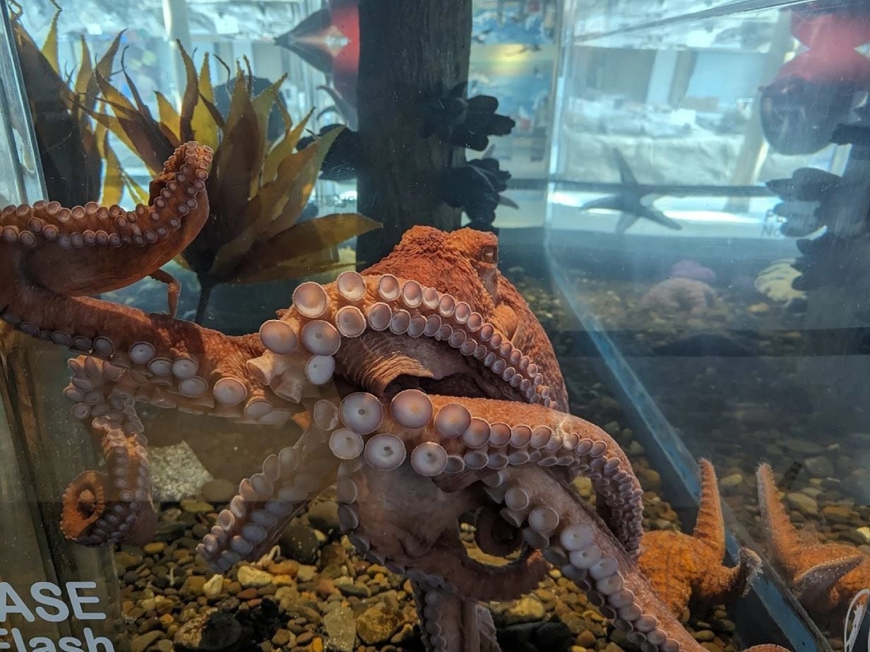 A Giant Pacific Octopus Takes Up Residence At Hatfield Marine Science Center OPB