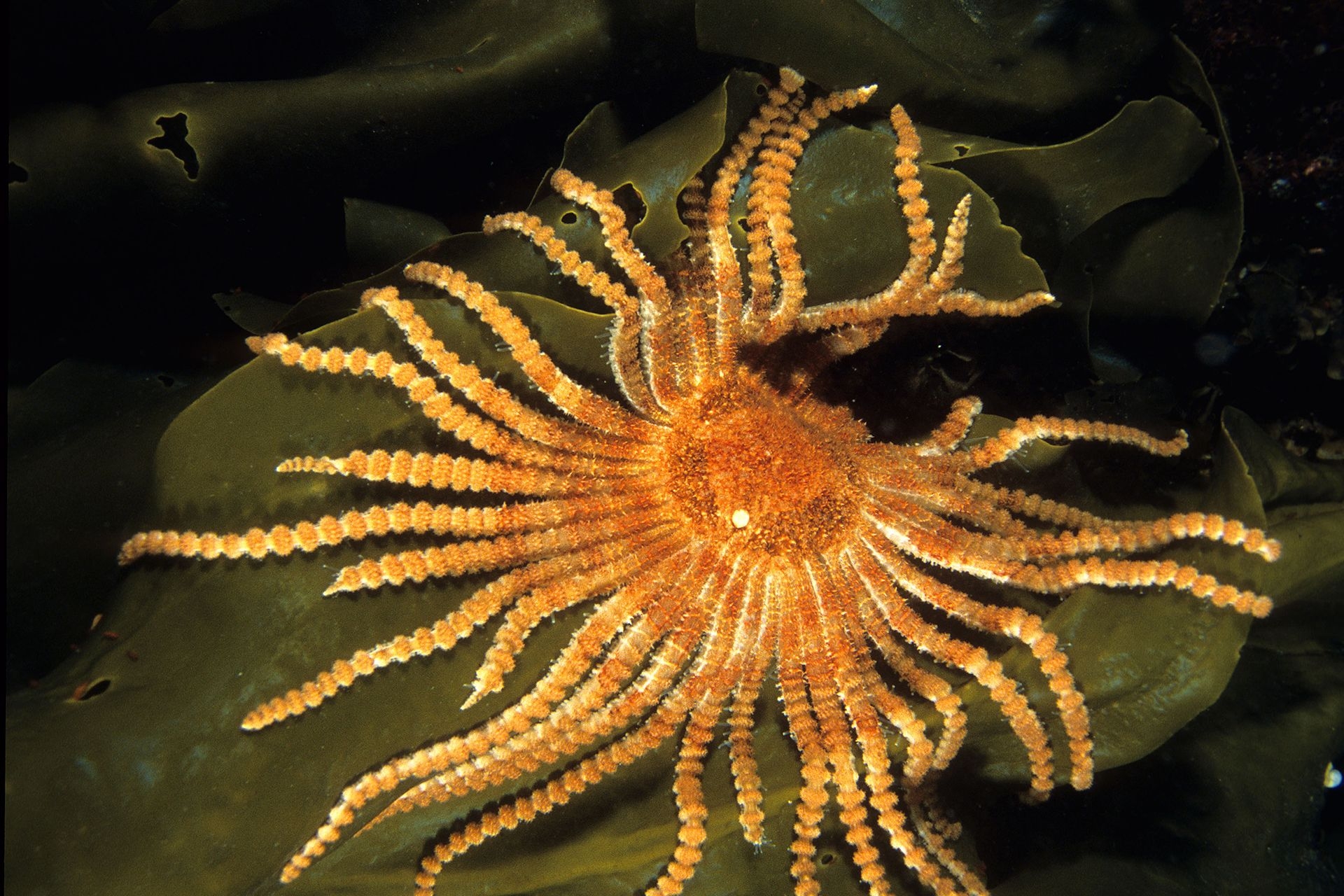 Starfish With 40 Arms