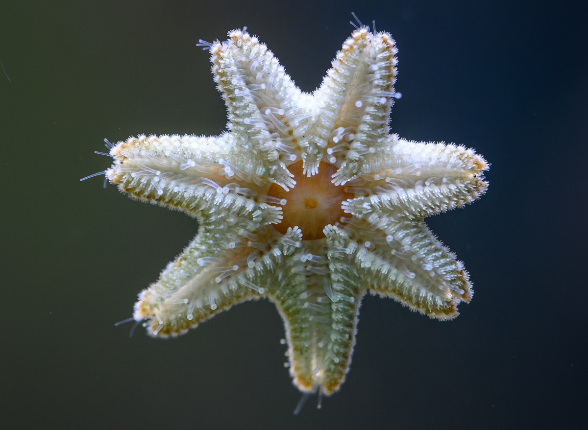 Asterina Starfish Aquarium Friend Or Foe Maryland Aquarium Design Installation And Maintenance