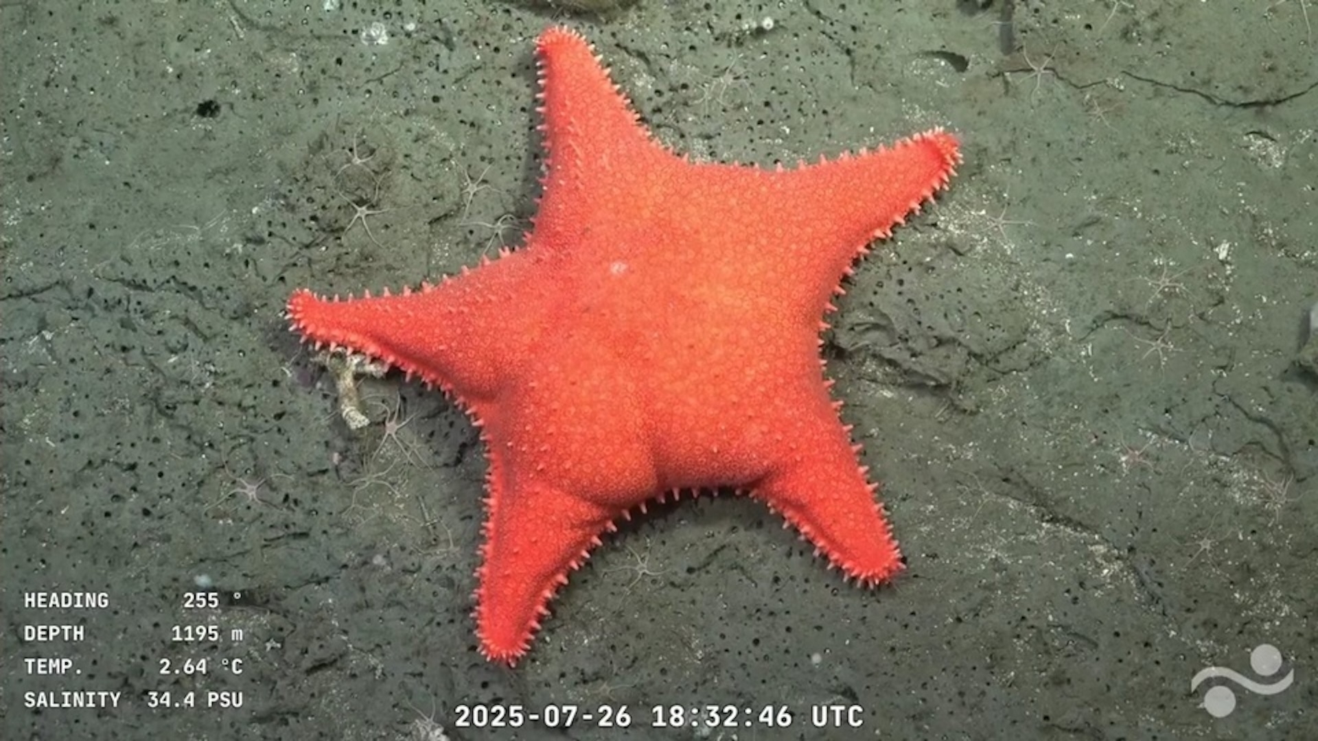 Starfish with 40 Arms