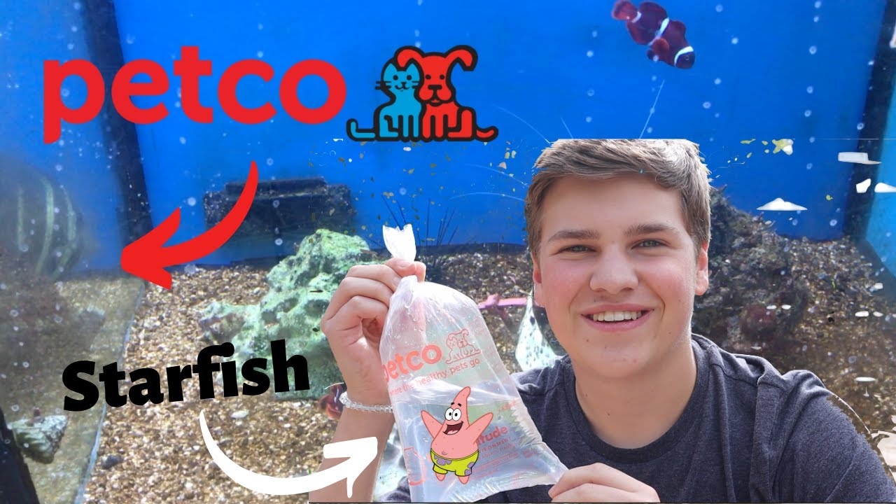 Pet Starfish