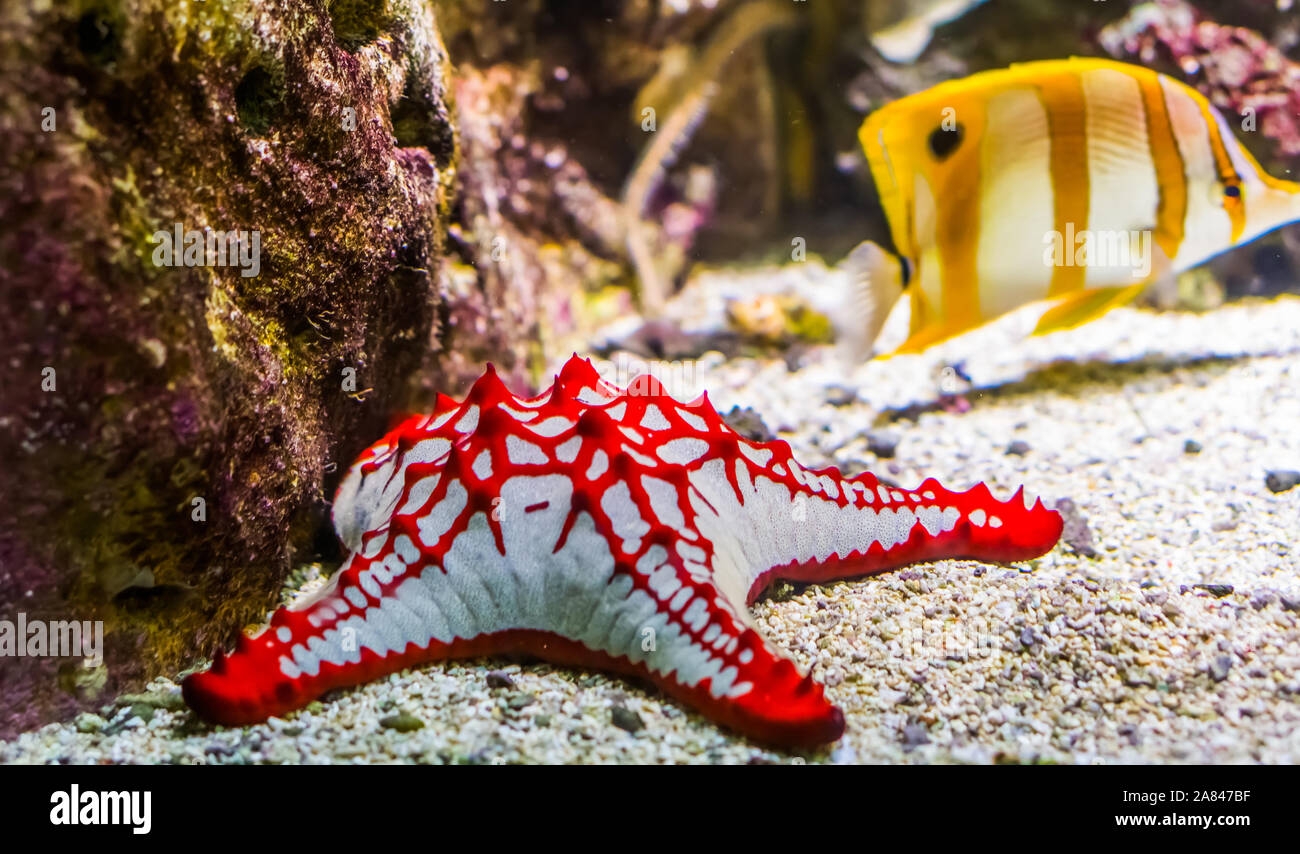 Pet Starfish