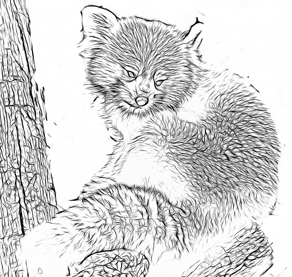 Coloring Pages Connecticut s Beardsley Zoo