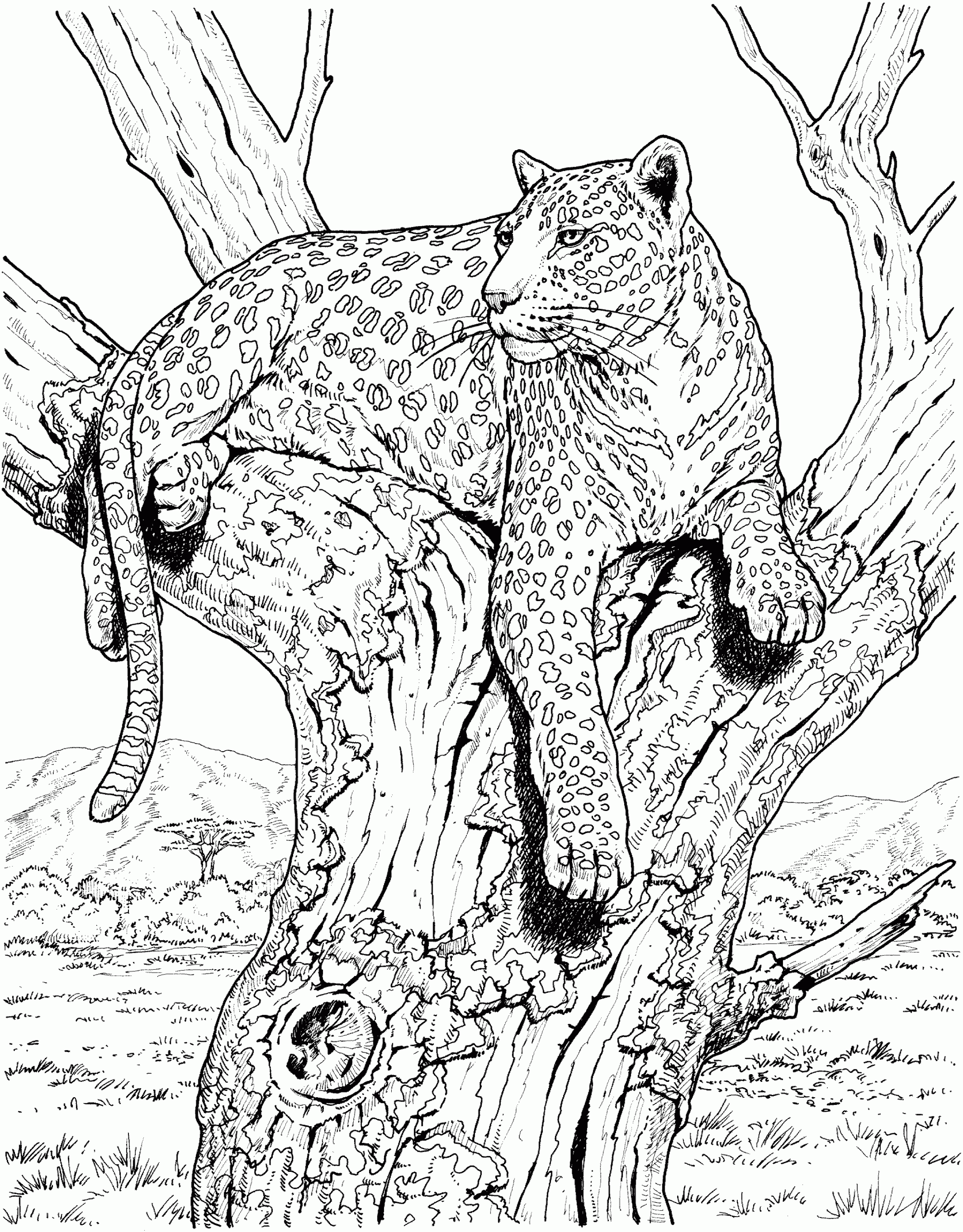 Free Leopard Coloring Pages