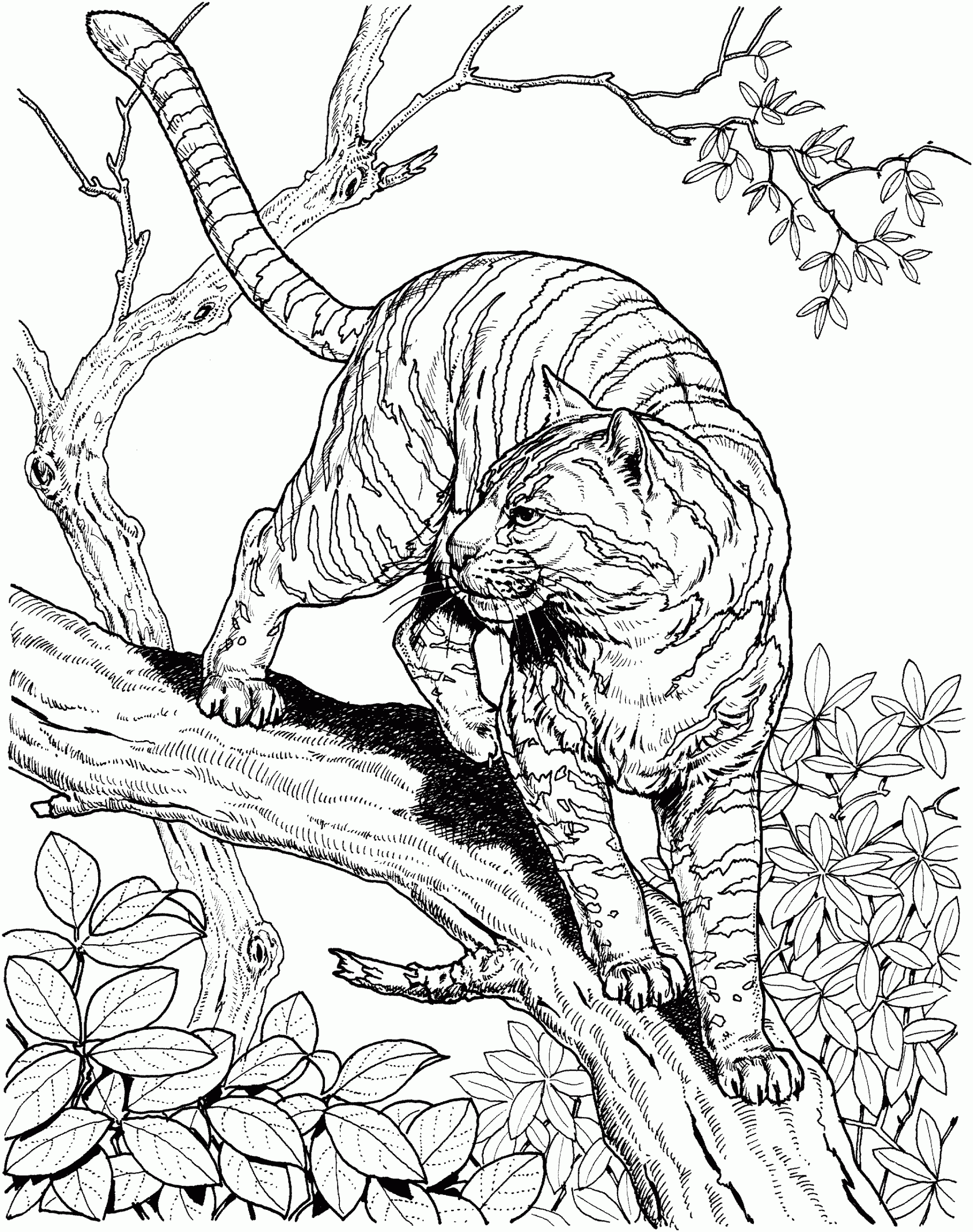 Tiger Coloring Pages for Adults