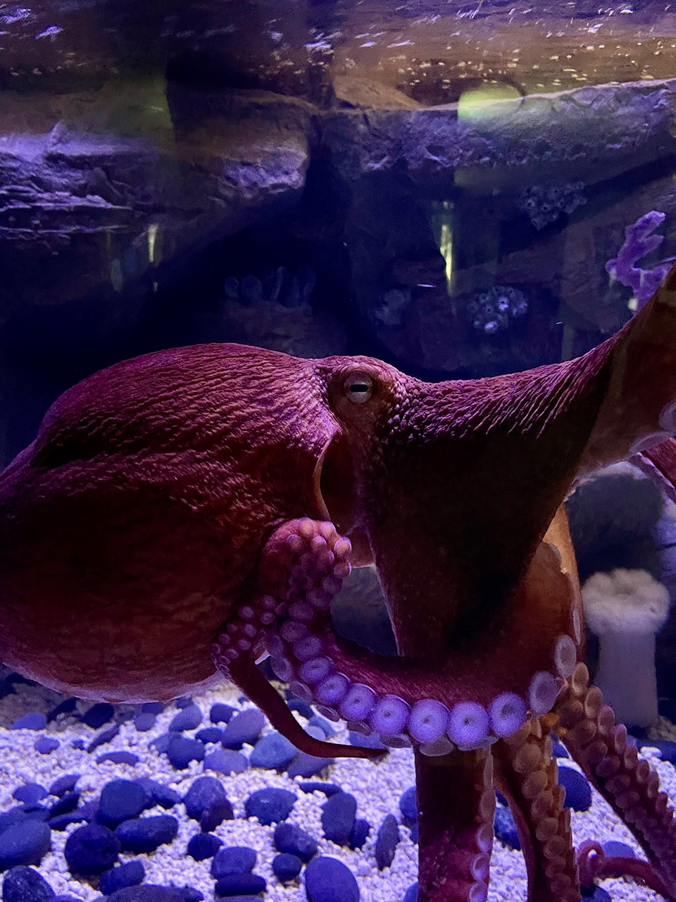 Giant Pacific Octopus Is Newest Resident At Shell Museum And Aquarium