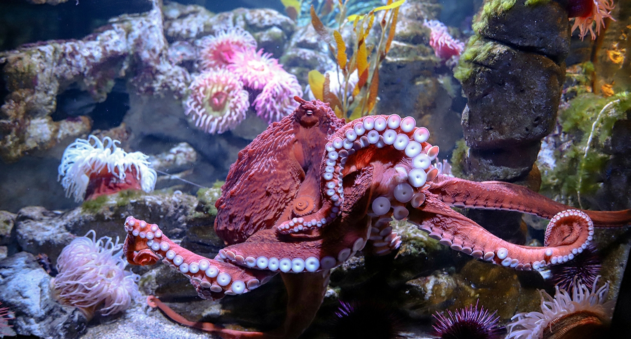Octopus Aquarium
