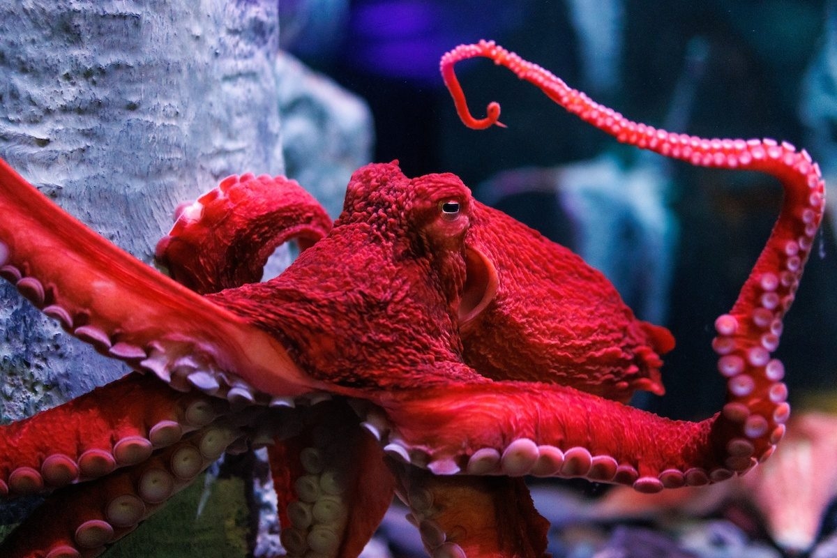 Giant Pacific Octopus Tennessee Aquarium