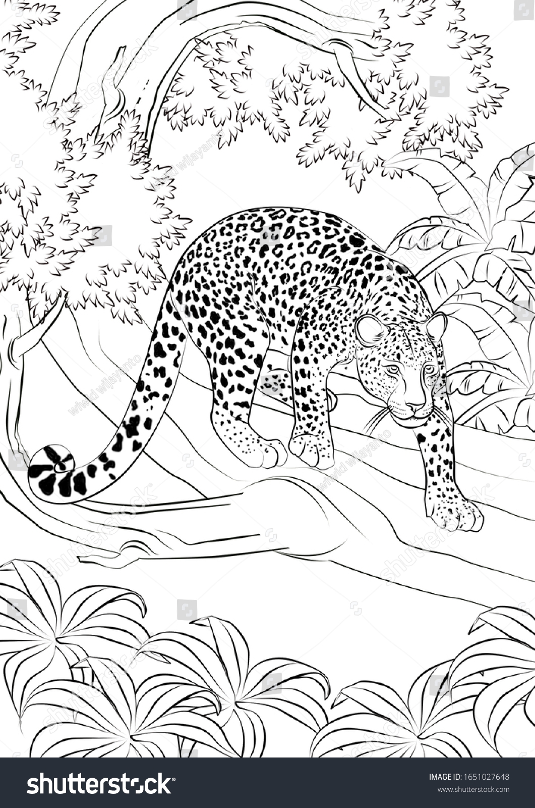 Leopard Realistic Animal Coloring Pages Stock Illustration 1651027648 Shutterstock