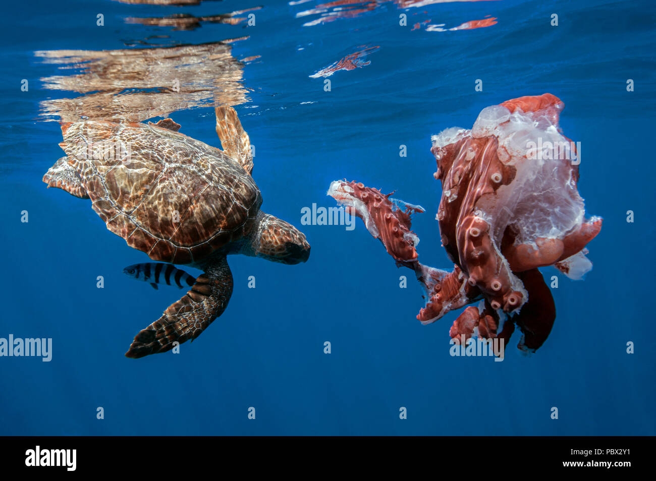 Loggerhead Turtle Caretta Caretta Eating A Seven arm Octopus Haliphron Atlanticus Under The Surface Azores North Atlantic Stock Photo Alamy