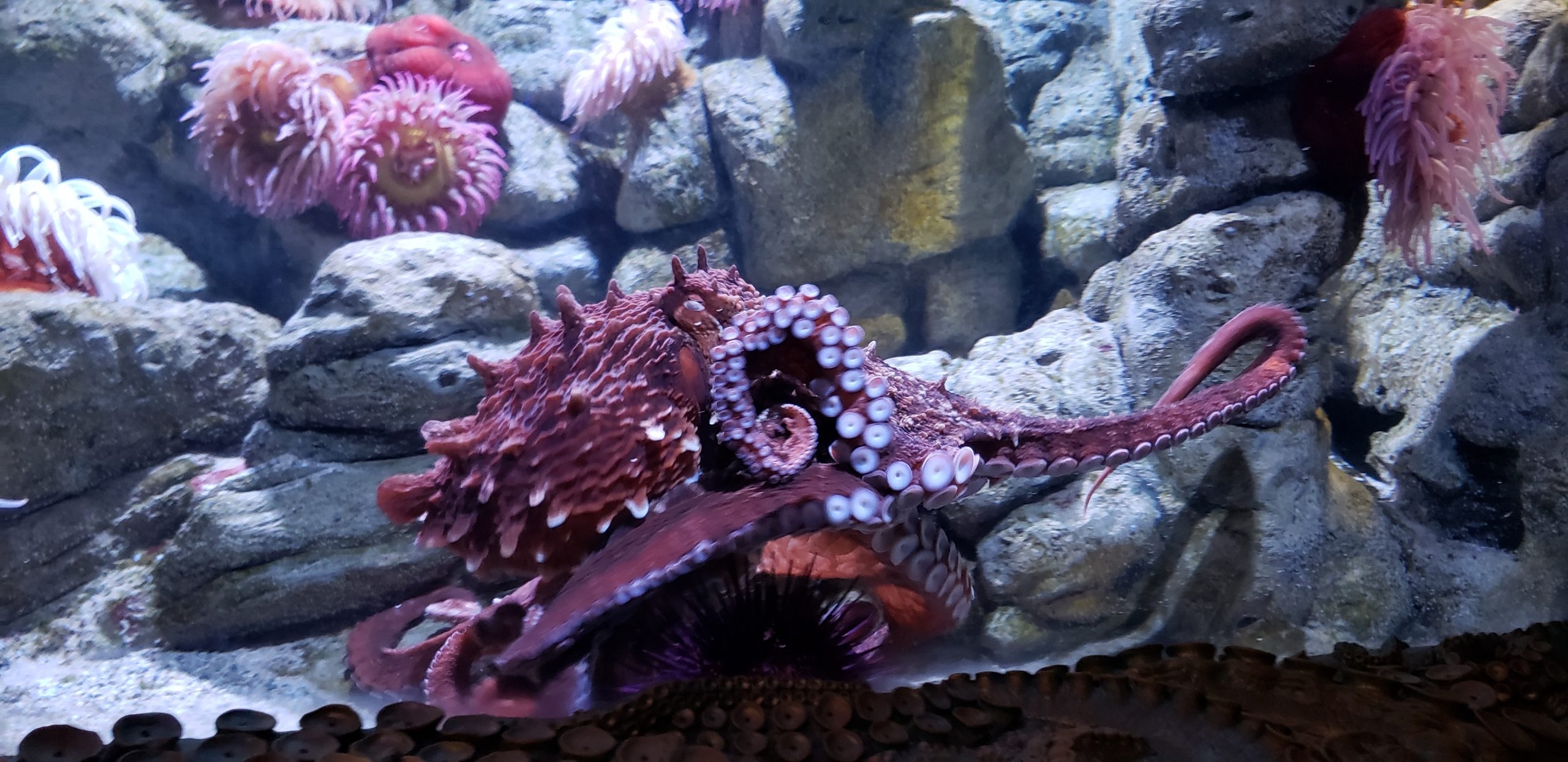Octopus Aquarium