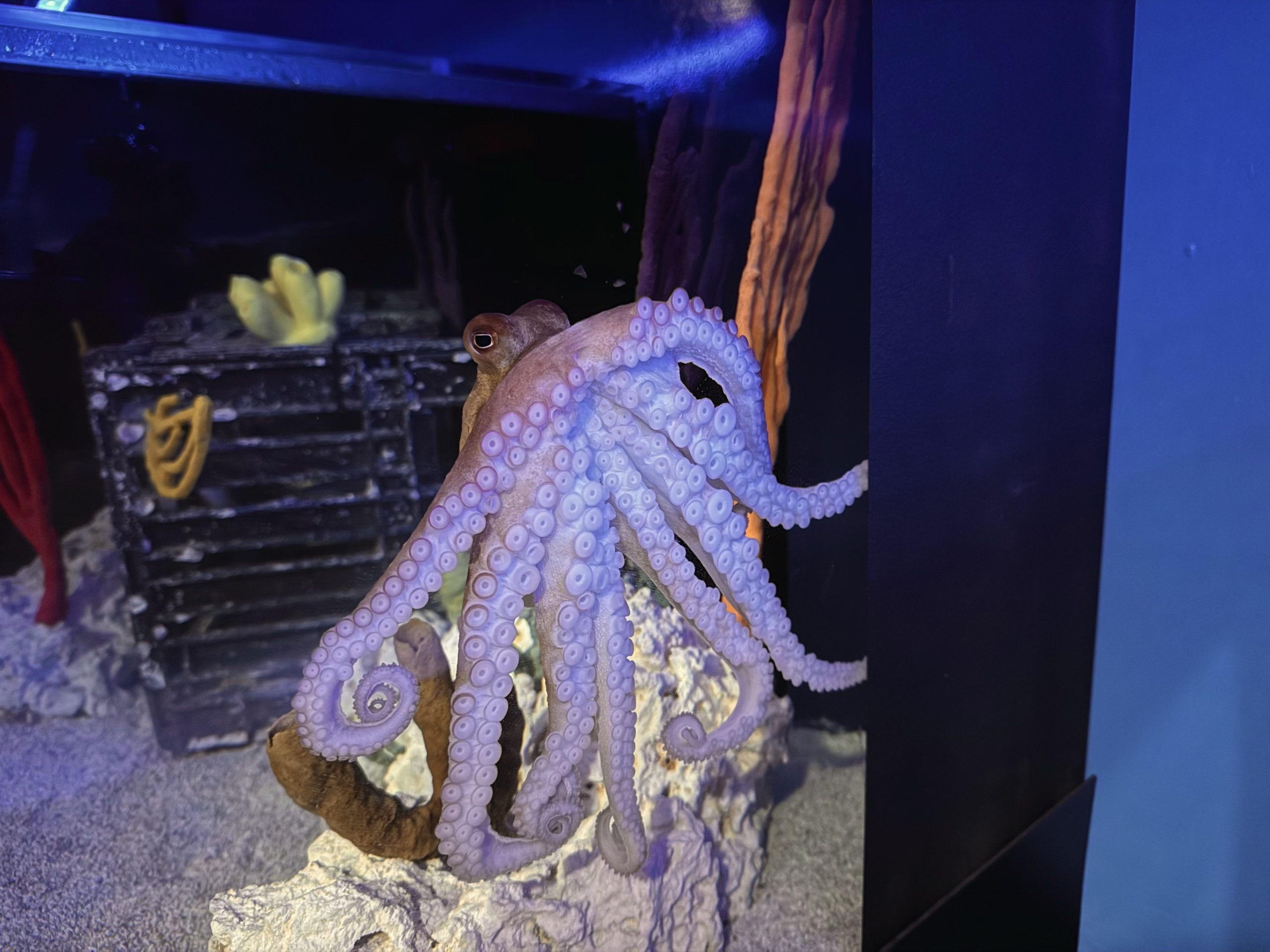 New Octopus Exhibit Introduced At Clearwater Marine Aquarium