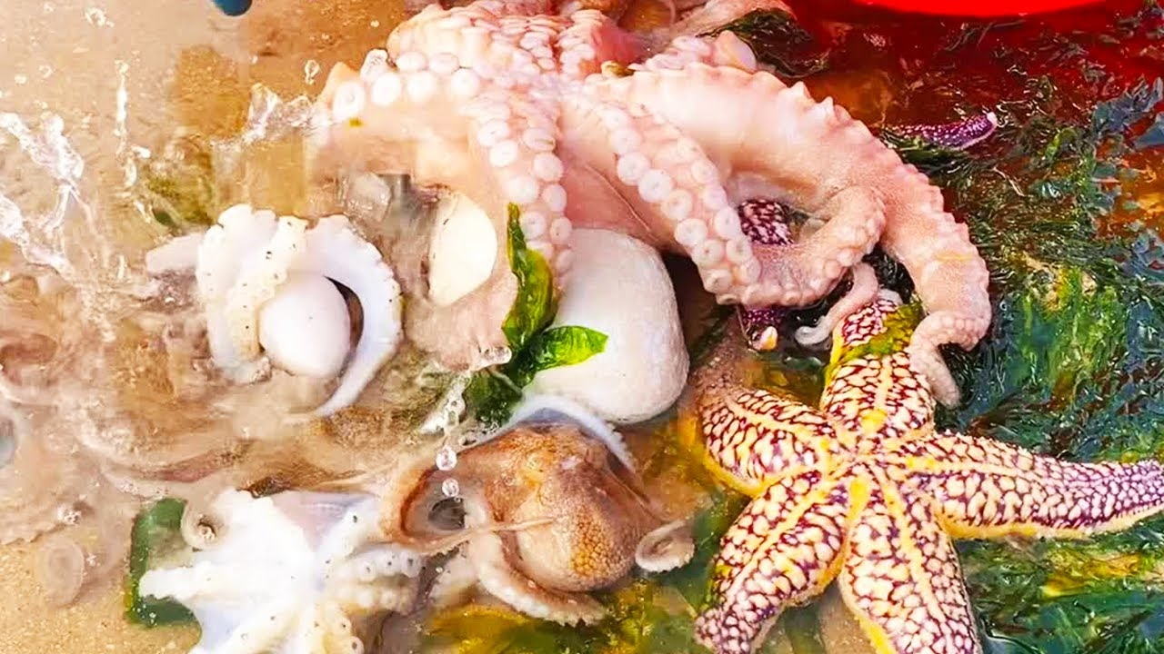 Starfish, octopus and fishes