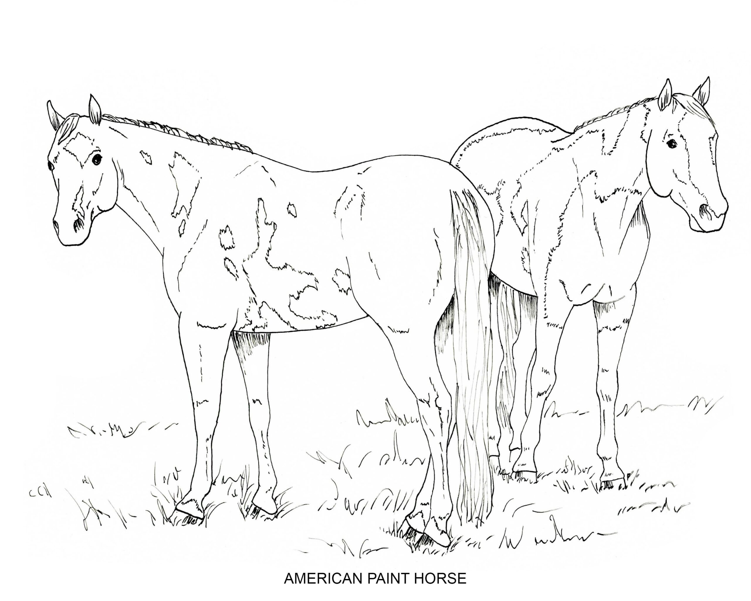 Quarter Horse Coloring Pages Realistic