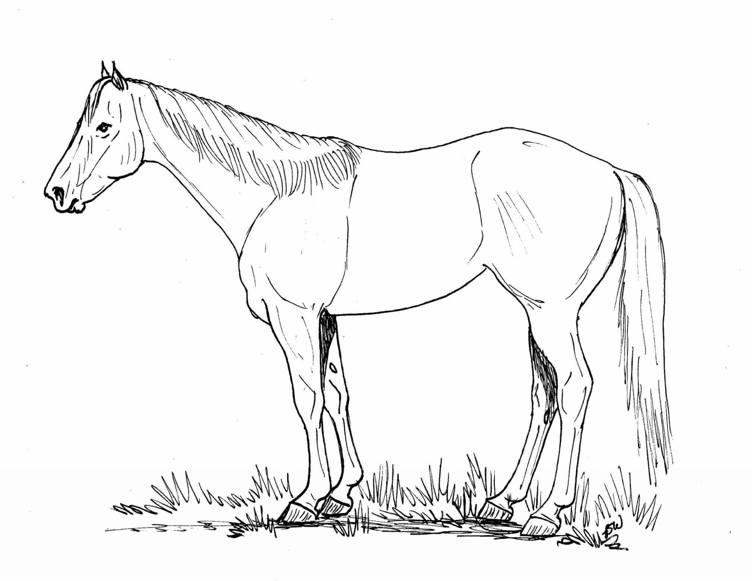 Ranching Coloring Pages TSLN