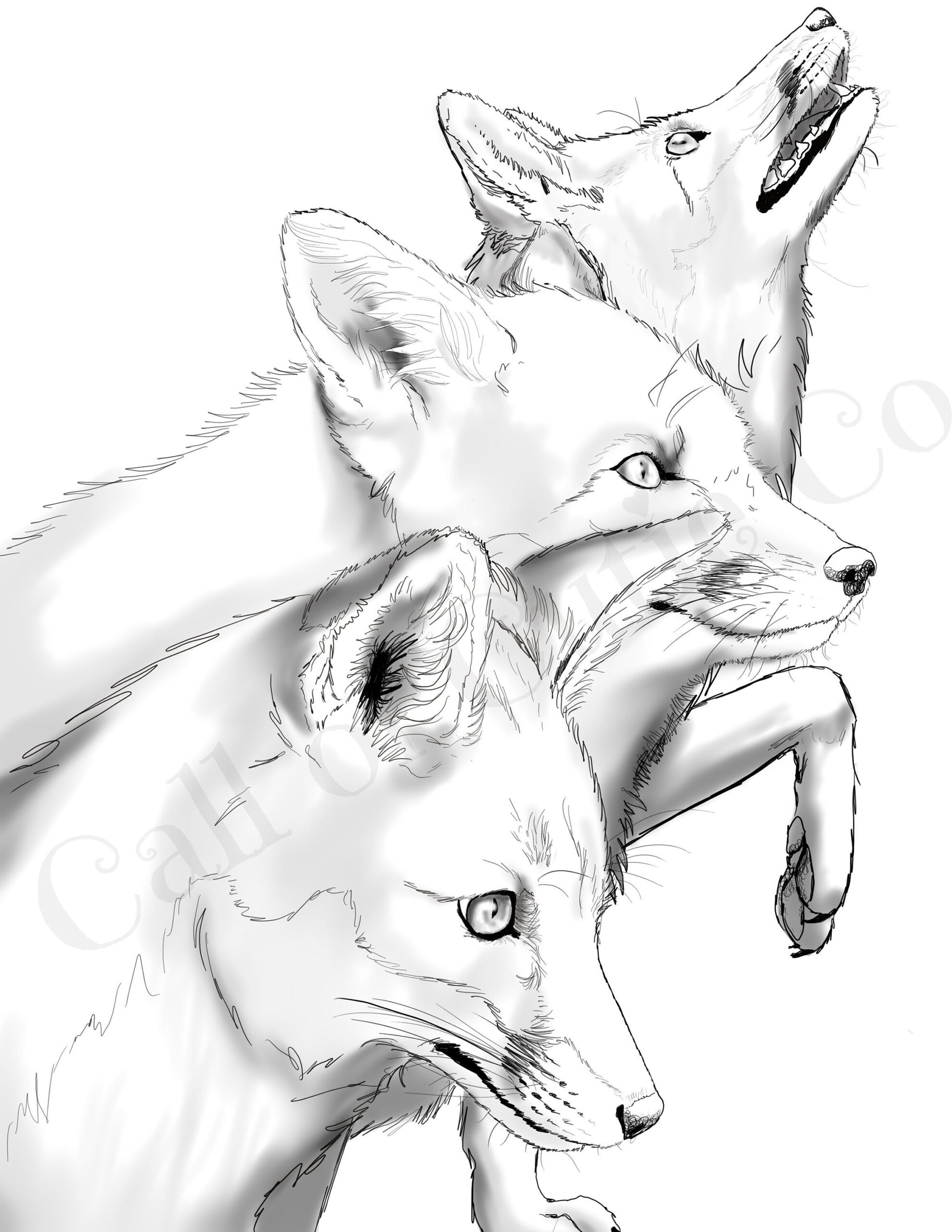 Red Fox Color Page fox Color Sheets realistic Animal Color Pages Etsy