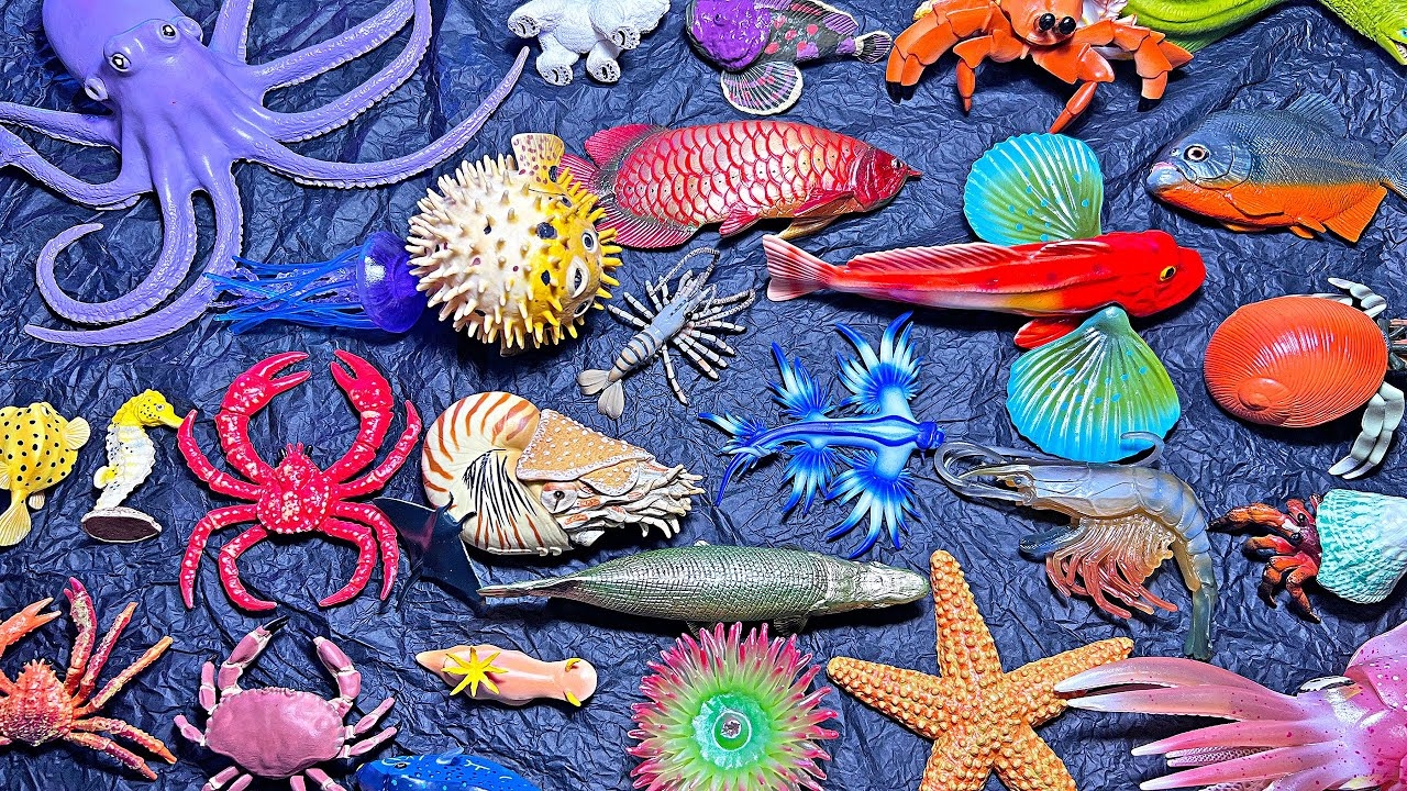Sea Animals Pufferfish Jellyfish Starfish King Crab Octopus Salmon Squid Piranha Seahorse YouTube