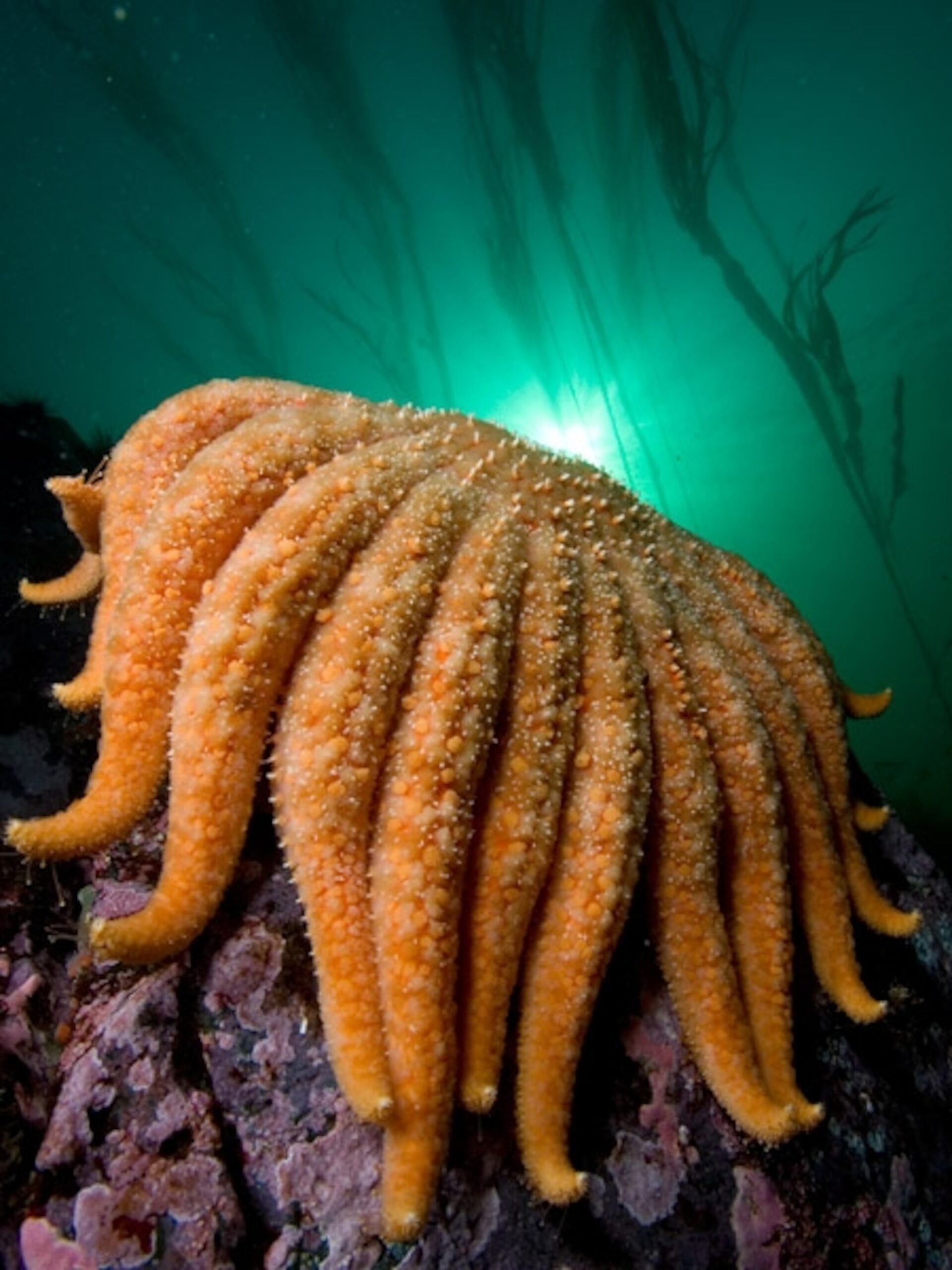 Sea Stars National Geographic