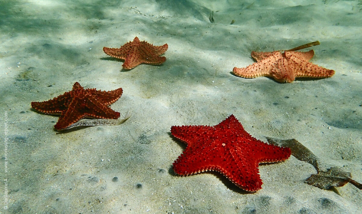 Types of Starfish Species