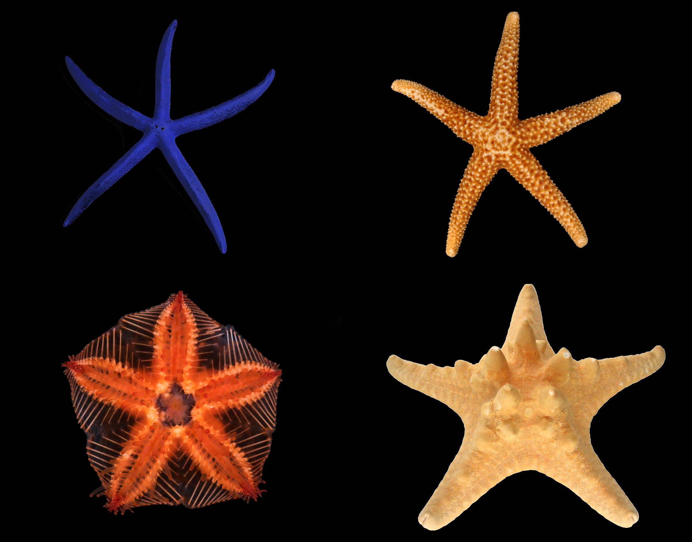 Starfish Wikipedia