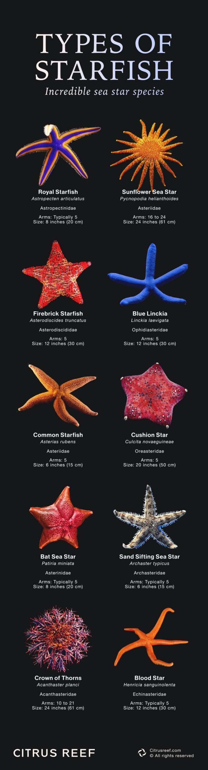 Types Of Starfish Most Incredible Sea Star Species