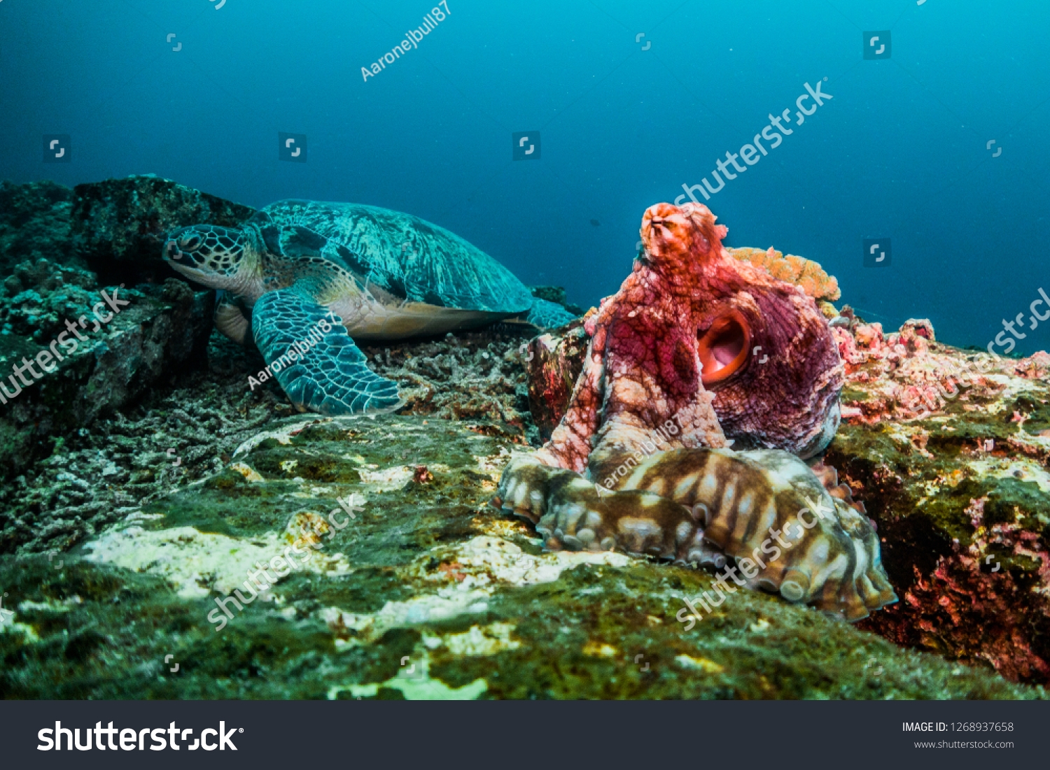 Octopus and Sea Turtle